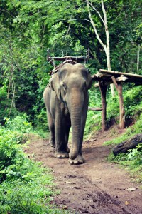 elephant