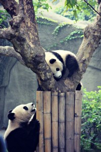 Pandas