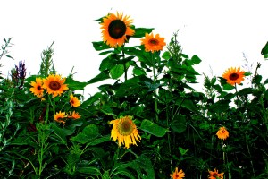 sunflowers