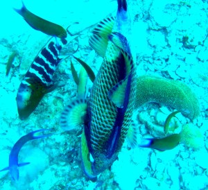 suba fish