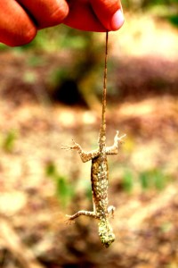 Baby Komodo Dragon