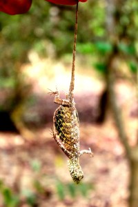 Komodo Dragon Wings