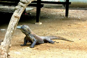 Alert Komodo Dragon