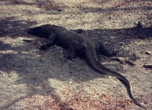 Komodo Dragon