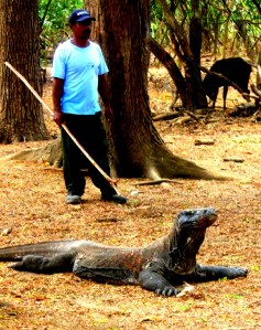 Komodo Dragon Indonesia