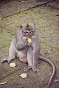Monkey Ubud