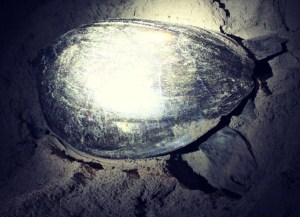 Green Turtle Nest