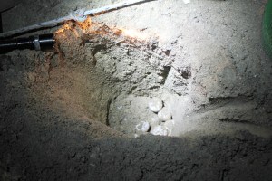 Green Turtle Protected nest