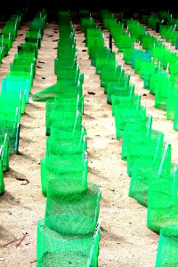 Green Turtle Nests