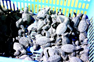 Baby Green Turtles