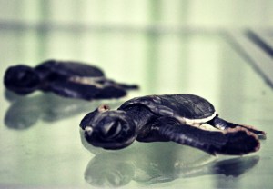 Green Turtle baby