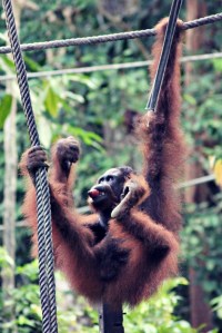 Orang-utan Borneo