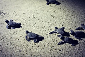 Green Turtle Babies