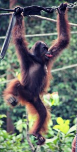 Borneo Monkey