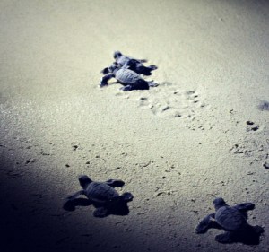 Green Turtles Sea