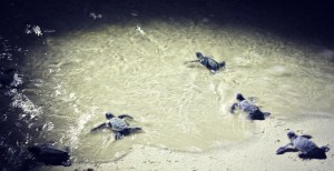 Green turtle babies