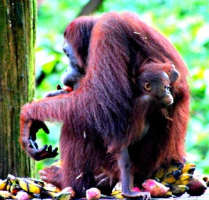 Orang-utans Borneo