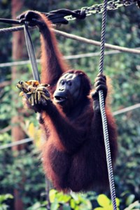 Orang-utan Borneo