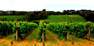 winery