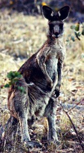Kangaroo Australia