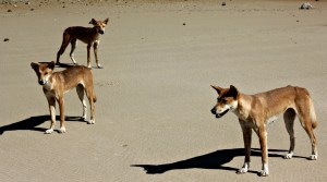 Dingo Fraser Island