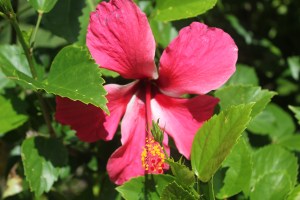 Flower fiji