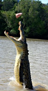 Adelaide River Crocodile