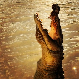 Crocodile Adelaide River
