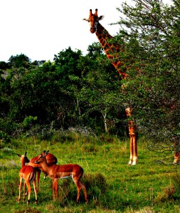 Giraffe Schotia