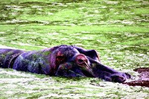 Hippo South Africa