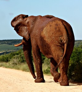 Bull elephant Addo