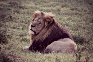 Male Lion