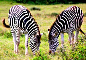 Zebra Schotia