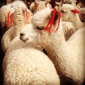 Lama