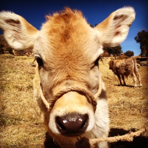 animal, cattle, cute