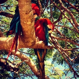 Parrots