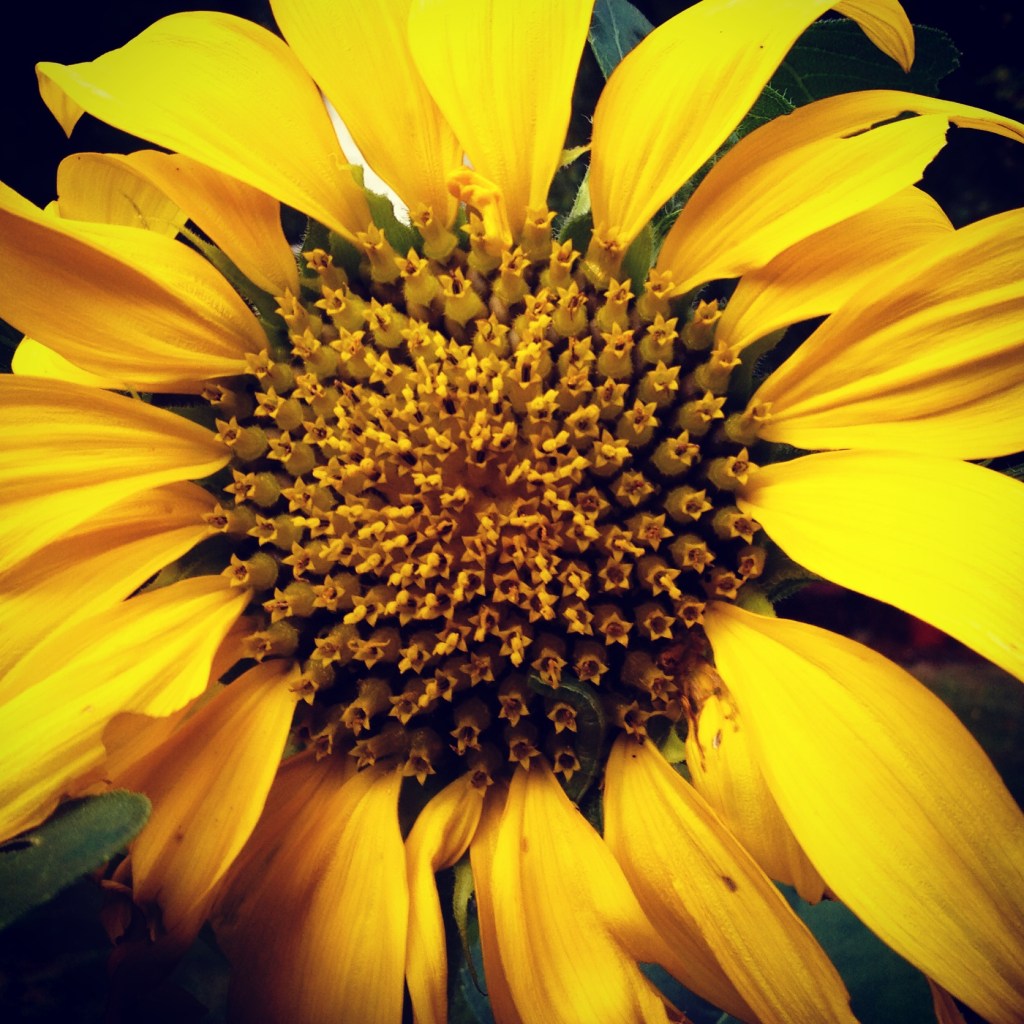 sunflower