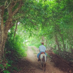 Horse and cowboy in Nicaragua