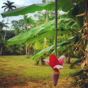 Costa Rica Tree