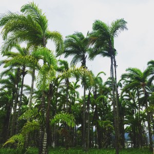 Costa rica Trees
