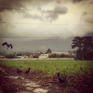 Vultures
