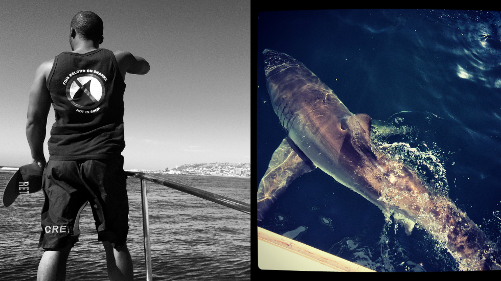 sharks