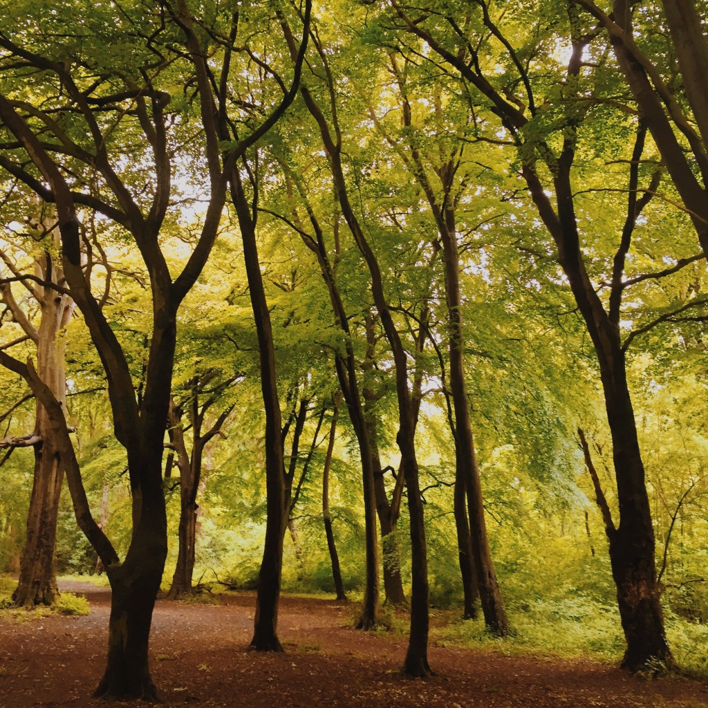 trees