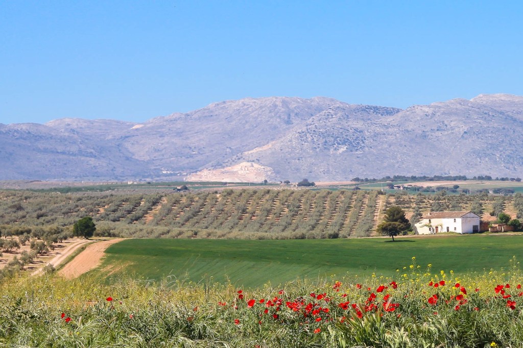 Poppies, Andalusia